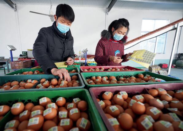 >> 山東省鄒平市永強畜牧合作社農民在雞蛋上粘貼農產品合格證二維碼，掃碼可 查驗、追溯農產品質量安全信息。