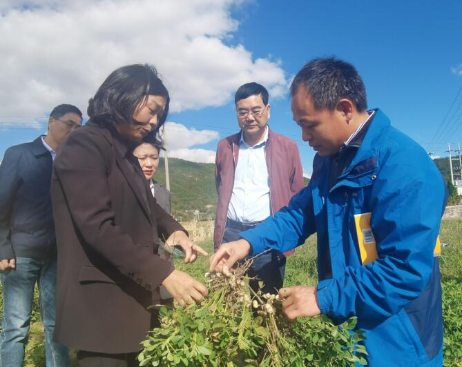 浙江省農科院專家現場開展破解花生連作障礙問題技術服務。