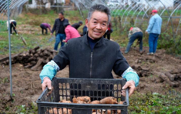陜西省漢中市略陽縣天麻種植基地采挖現場。