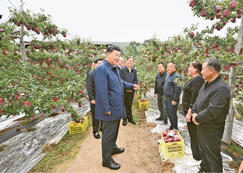 2024年9月10日至13日，中共中央總書記、國家主席、中央軍委主席習近平在甘肅考察。這是11日上午，習近平在天水市麥積區南山花牛蘋果基地考察時，走進果林了解相關種植、技術和管理情況。 新華社記者 謝環馳/攝